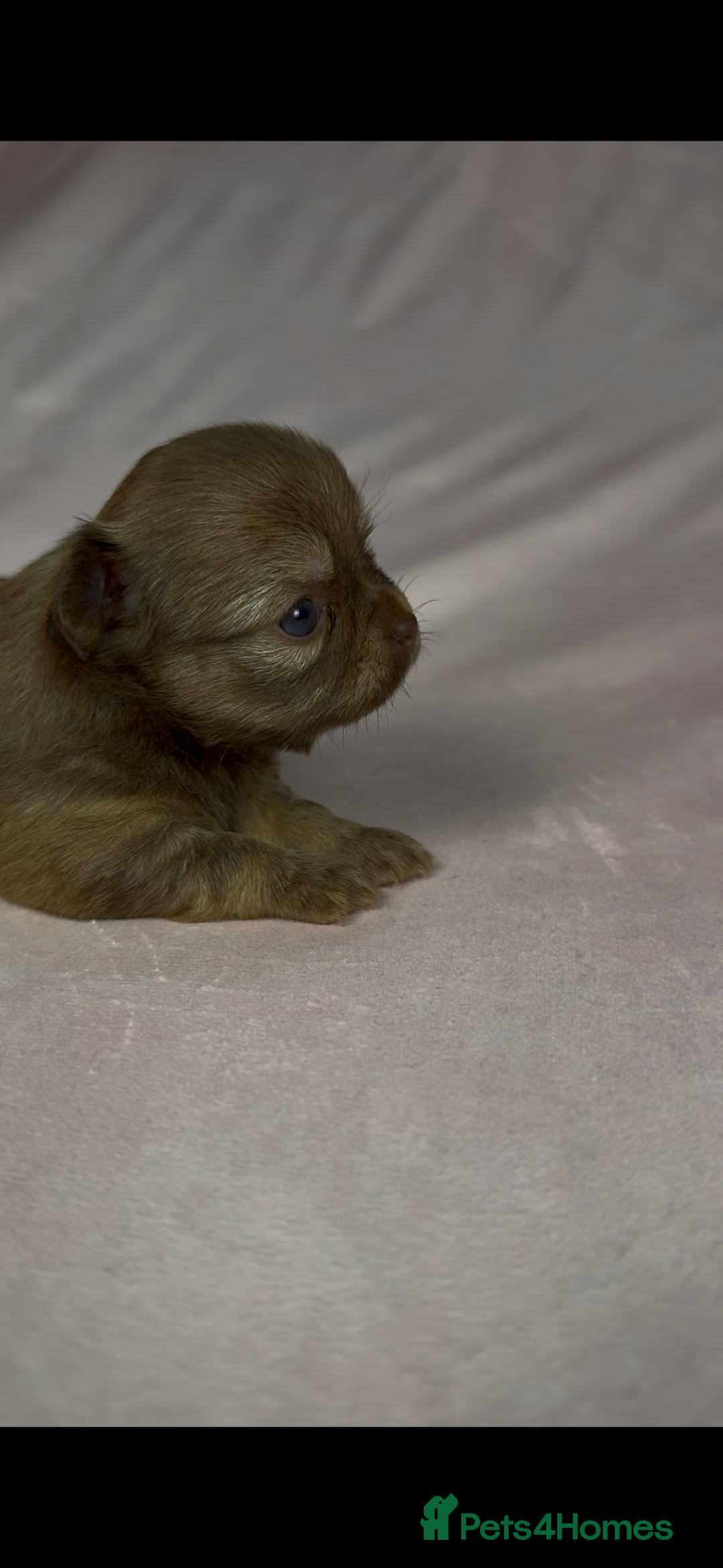 Chihuahua dogs for sale: Chihuahua puppies available on  ** s  - Advert 13