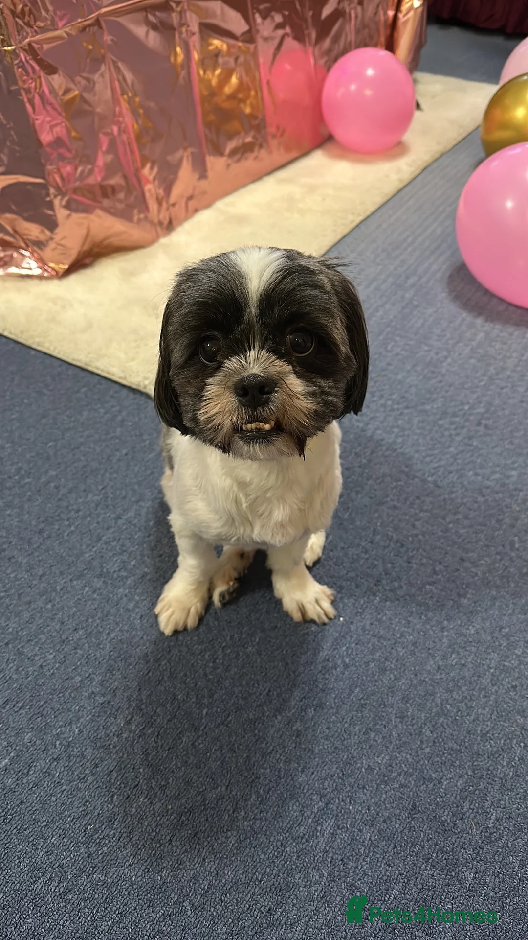 Shih Tzu dogs for sale: Dog for sale in Northolt - Advert 3