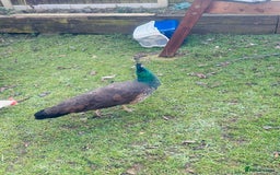 Peafowl poultry for sale: Indian blue breading Peafowl 🦚  - Image 6