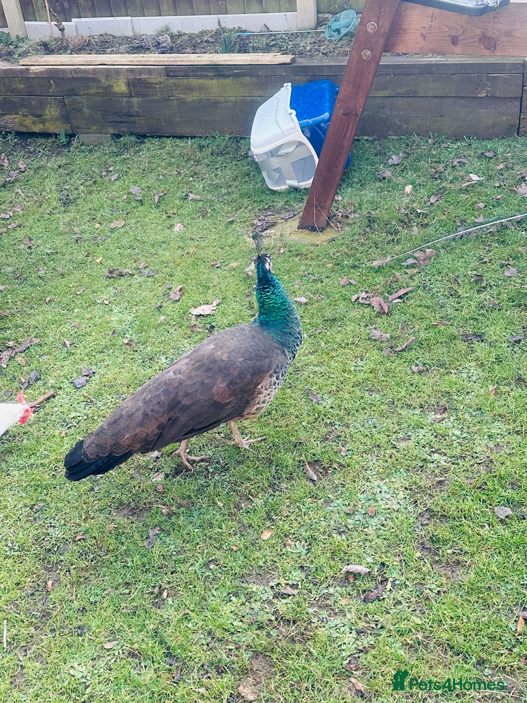 Peafowl poultry for sale: Indian blue breading Peafowl 🦚  - Image 6