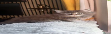 Maine Coon 1