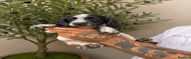 Cocker Spaniel 7