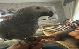 Parrots birds for sale: African grey male  - Image 1