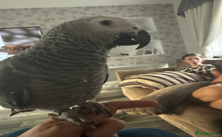 Parrots birds - Advert 5