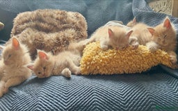Maine Coon cats for sale: Beautiful big cream boys - Image 1