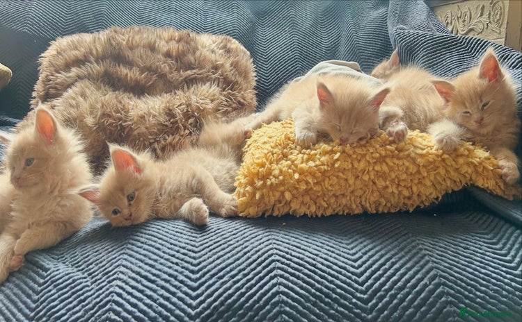 Maine Coon cats - Advert 4
