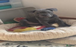 Mixed Breed dogs for sale: Frenchie/ Micro Bully  - Image 3