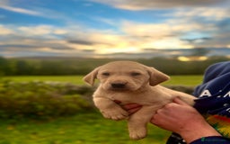 Labrador Retriever dogs for sale: Working Labrador’s  - Image 4