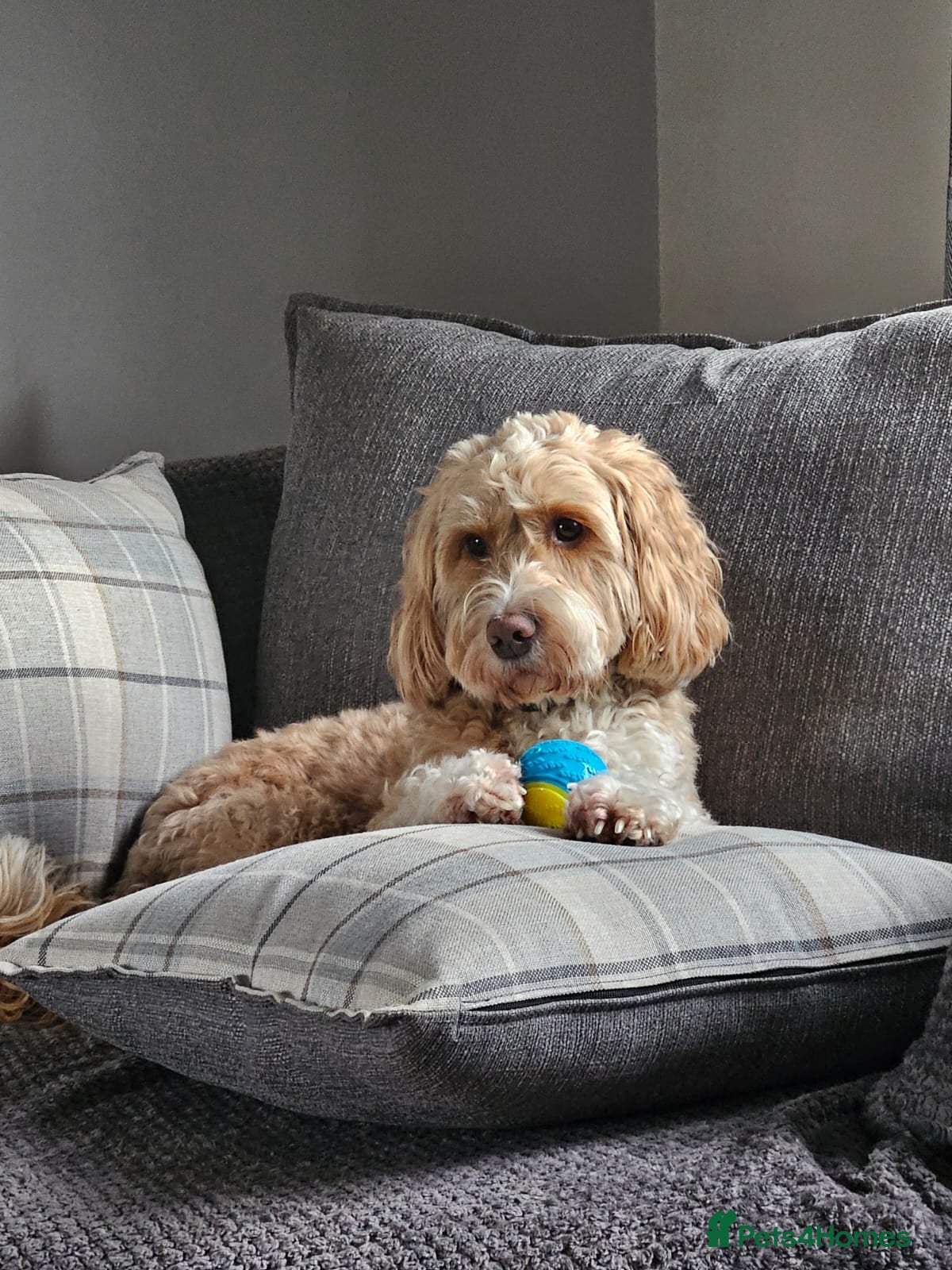 Cockapoo dogs Proven F1 cockerpoo for Stud in Sutton-in-Ashfield - Advert 3