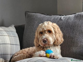 Cockapoo dogs in Sutton-in-Ashfield - Advert 40