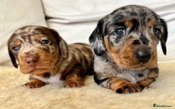 Miniature Dachshund dogs for sale: Beautiful Miniature Dachshunds Dapple Choc & cream - Image 9