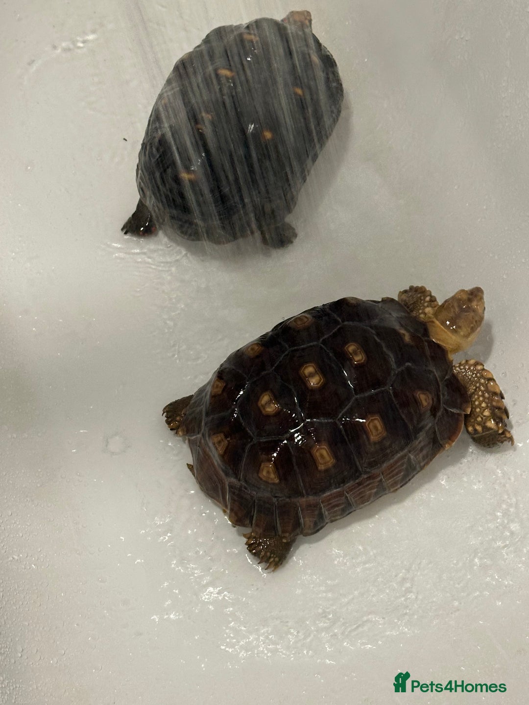 Tortoise reptiles for sale: Sulcata and Red Food Tortoise  - Advert 1