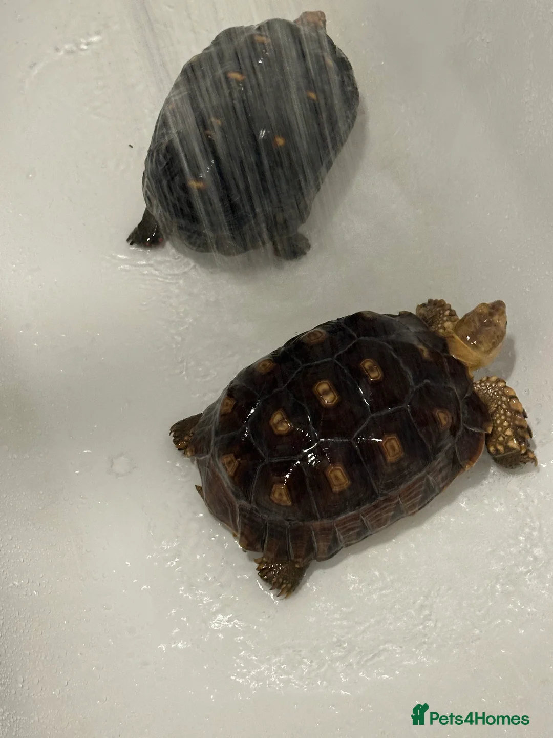 Tortoise reptiles for sale: Sulcata and Red Food Tortoise  - Advert 1