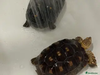 Tortoise reptiles Sulcata and Red Food Tortoise - Advert 14