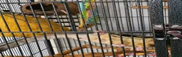 Sugar Glider rodents for sale: 2 bonded male sugar gliders. - Advert 2