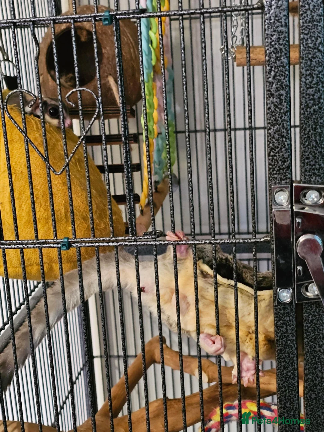 Sugar Glider rodents for sale: 2 bonded male sugar gliders. - Advert 2