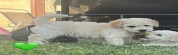 Mixed Breed dogs for sale: Cockapoochon Puppies in Lampeter - Advert 10