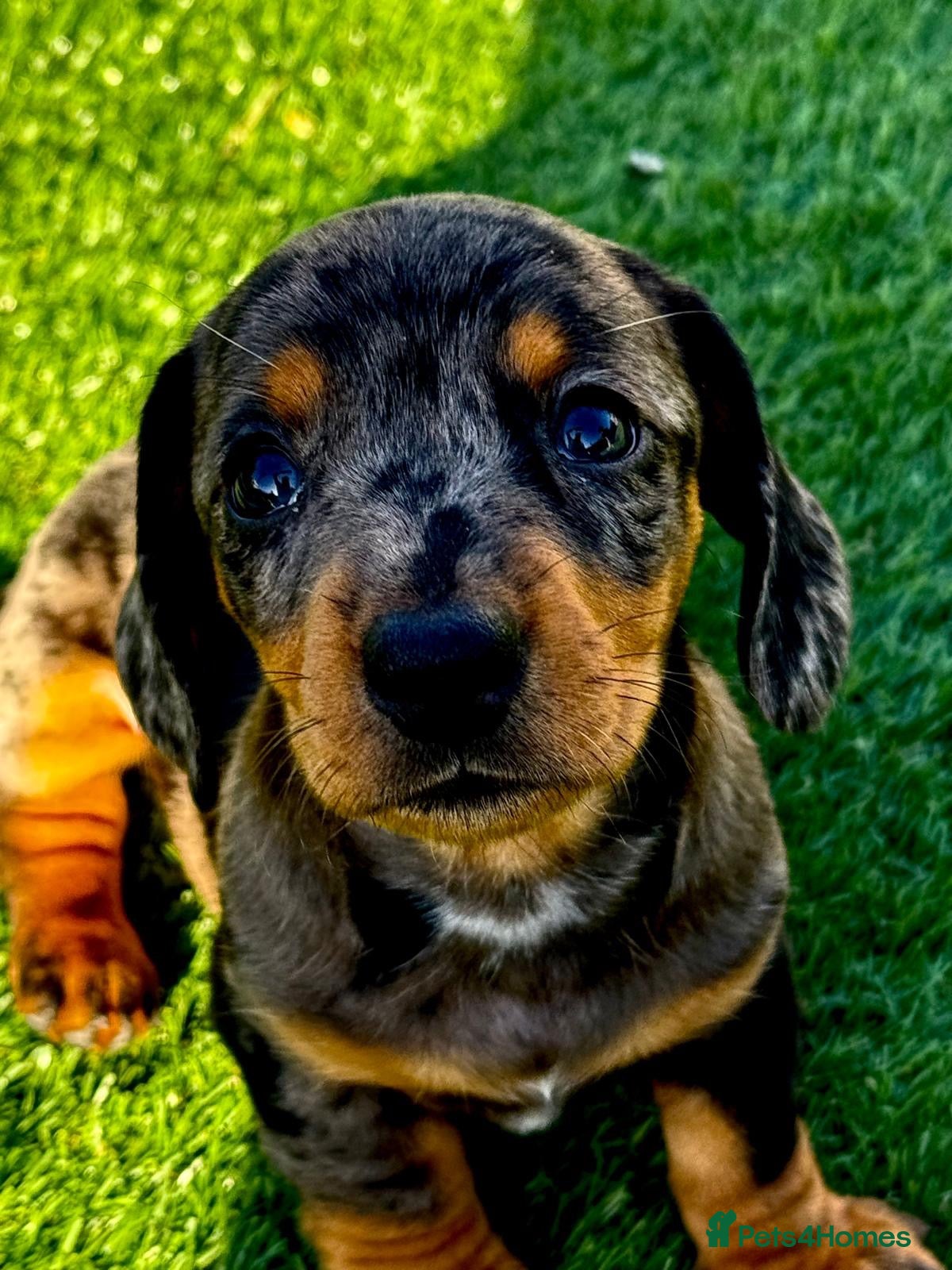 Miniature Dachshund dogs Beautiful Miniature Puppies Ready Now  - Advert 18