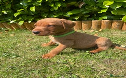 Labrador Retriever dogs for sale: Beautiful fox red lab puppies in Cambridge - Image 7