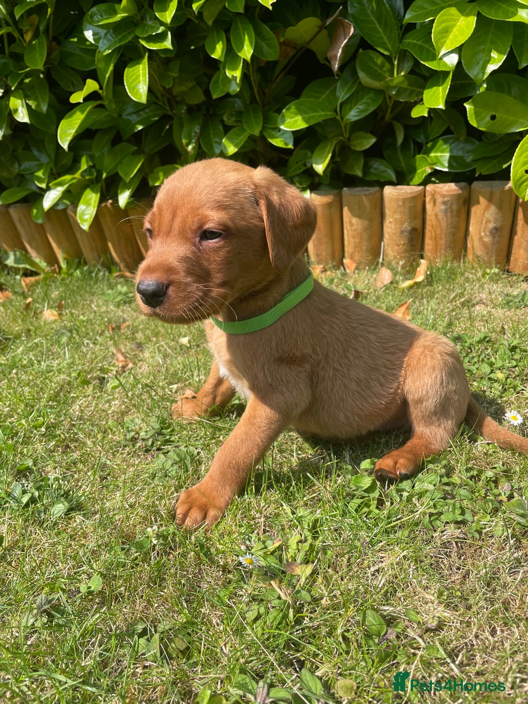 Labrador Retriever dogs for sale: Beautiful fox red lab puppies in Cambridge - Image 7
