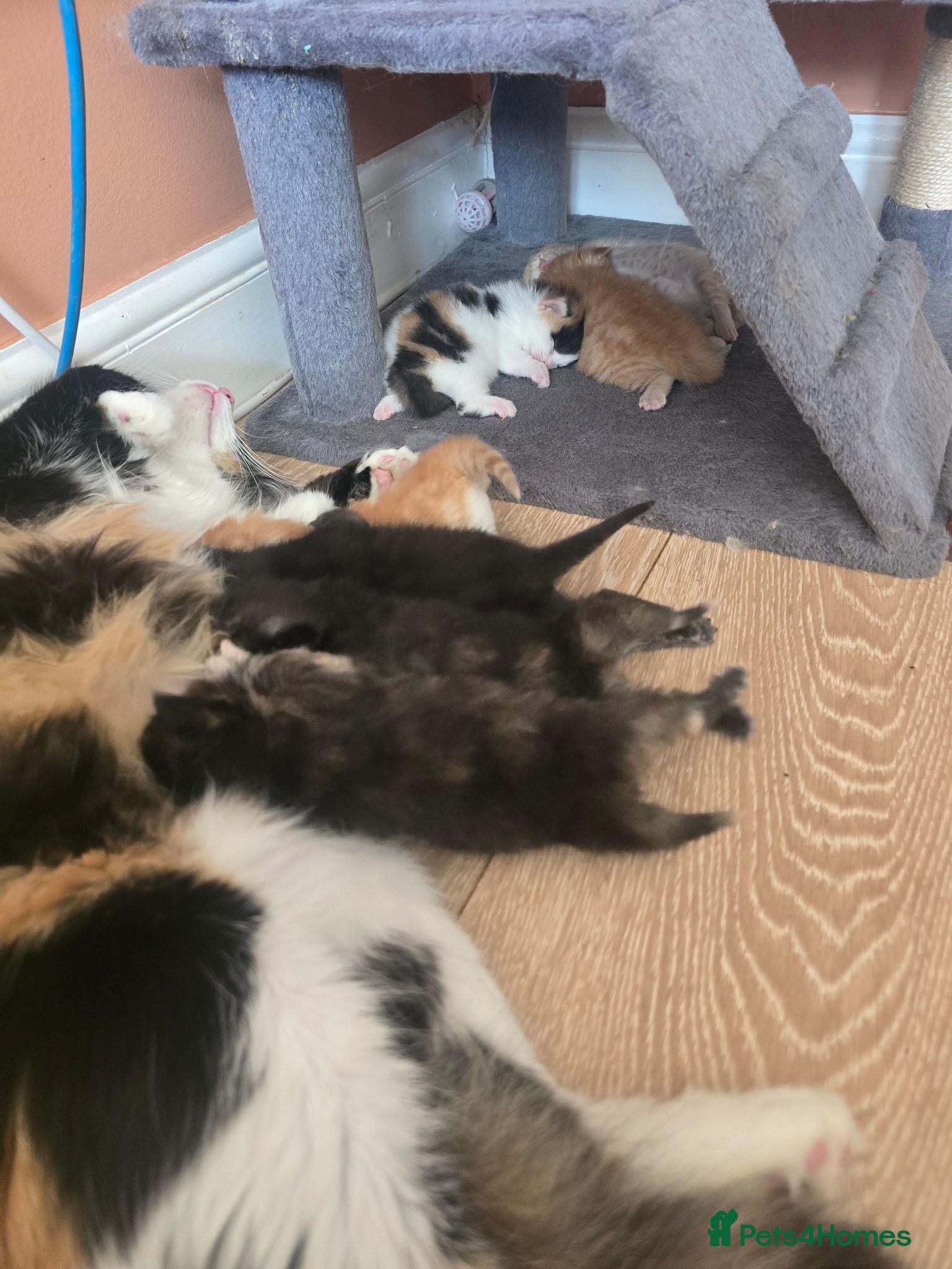 Mixed Breed cats Kittens  - Advert 8