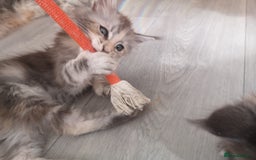 Maine Coon cats for sale: Maine Coon Kittens Parents Tica Reg& Health tested - Image 15