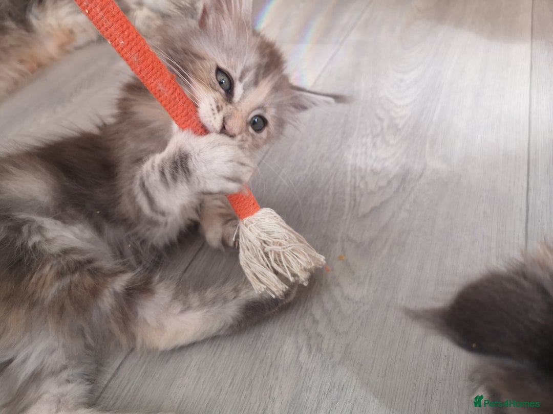 Maine Coon cats for sale: Maine Coon Kittens Parents Tica Reg& Health tested - Image 15