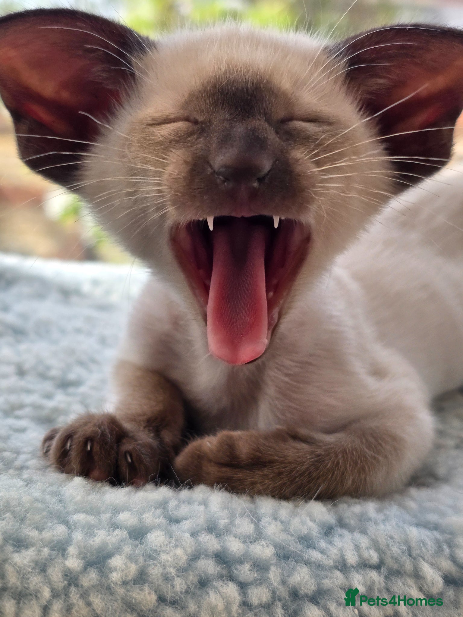 Siamese cats Chocolate point Siamese  female kitten available  - Advert 1