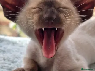 Siamese cats Chocolate point Siamese female kitten available - Advert 2