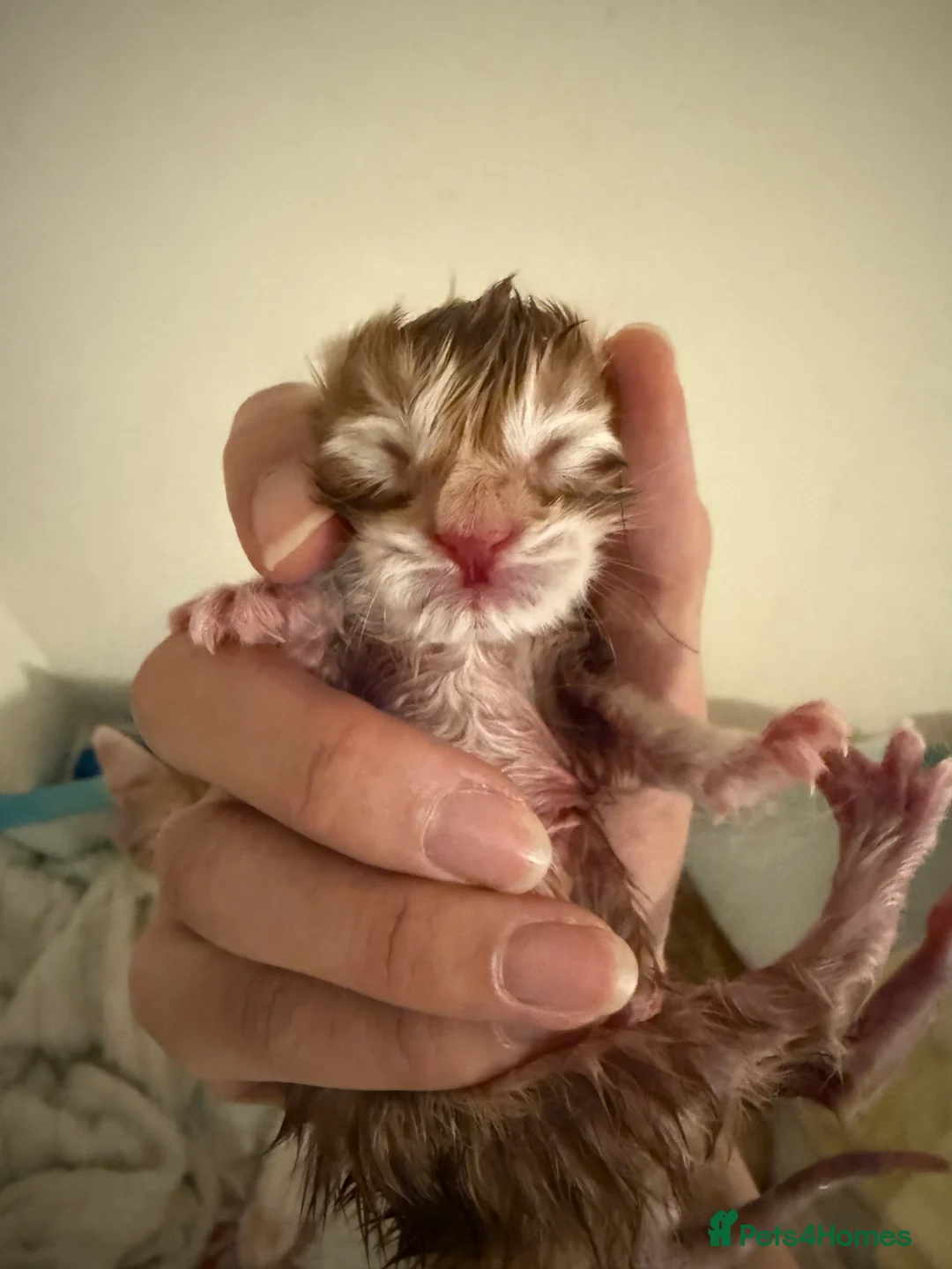 Maine Coon cats for sale: Purebred Adorable Maine Coon Kittens Available - Advert 18