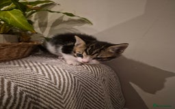 British Shorthair cats for sale: 4 Beautiful kittens - Image 5