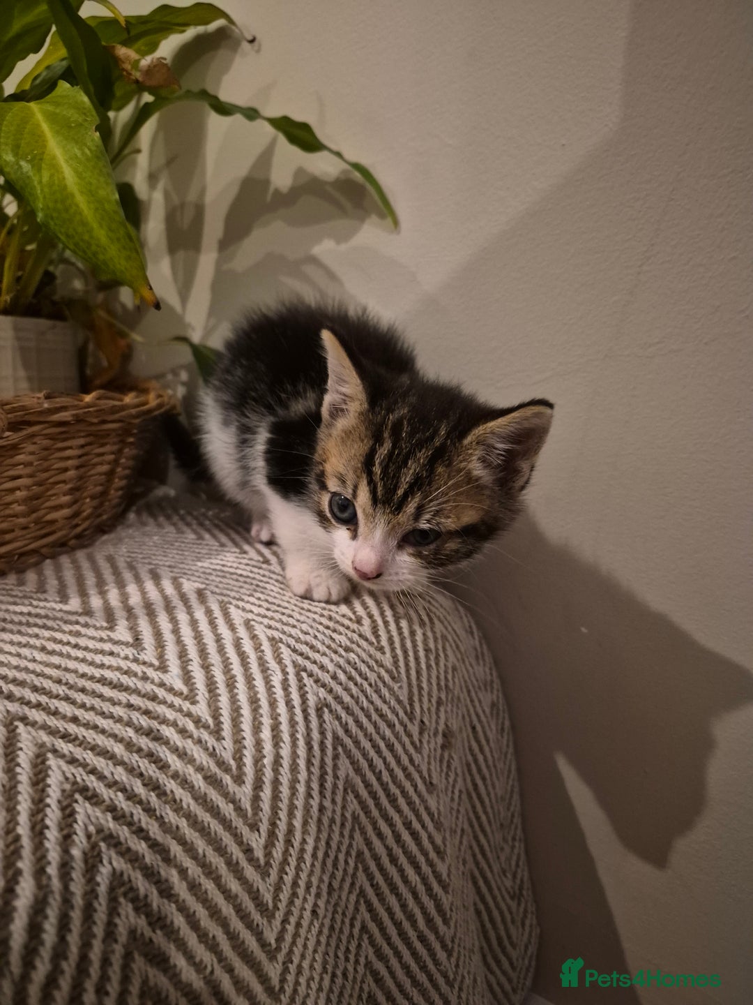 British Shorthair cats for sale: 4 Beautiful kittens - Image 5