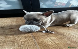 French Bulldog dogs for sale: 2 x French Bulldog Puppies (1 Boy & 1 Girl) - Image 13