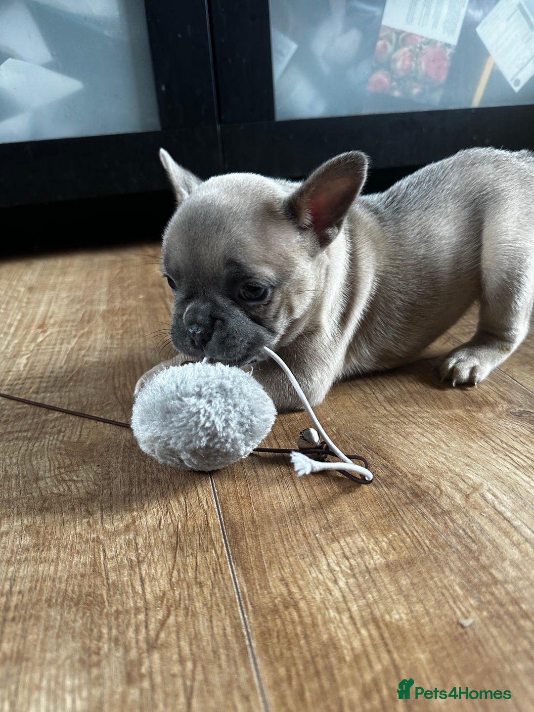 French Bulldog dogs for sale: 2 x French Bulldog Puppies (1 Boy & 1 Girl) - Image 13