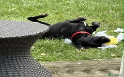 Labrador Retriever dogs for adoption: Pixie - Badersfield Norfolk  - Image 20