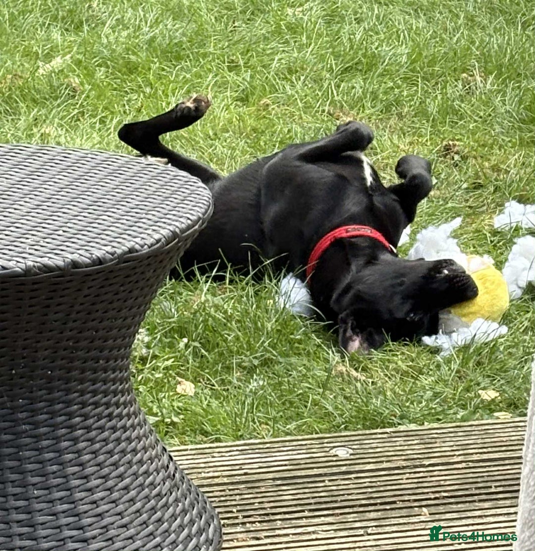 Labrador Retriever dogs for adoption: Pixie - Badersfield Norfolk  - Image 20