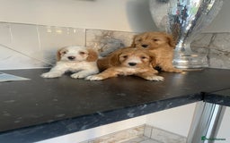 Cavapoo dogs for sale: ⭐️ Mini cavapoo puppies (toy poodle x cavalier)⭐️ - Image 1