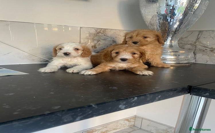 Cavapoo dogs - Advert 1