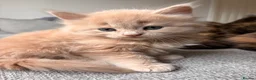 British Shorthair cats for sale: Beautiful BSH X Maine coon babies - Advert 32