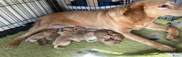 Labrador Retriever dogs for sale: Red / yellow Labrador pups   - Advert 8