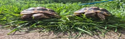 Hermann Tortoise reptiles for sale: A pair of hermann tortoises  - Advert 6