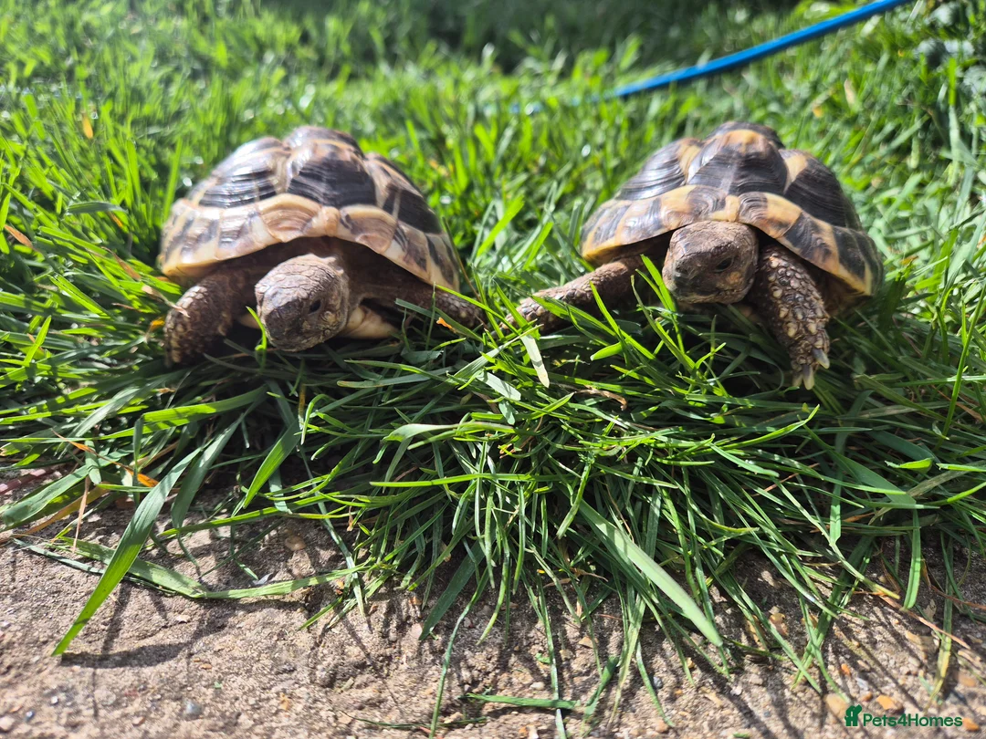 Hermann Tortoise reptiles for sale: A pair of hermann tortoises  - Advert 6