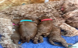Cockapoo dogs for sale: Gorgeous F1b fox red cockapoo puppies  - Image 11