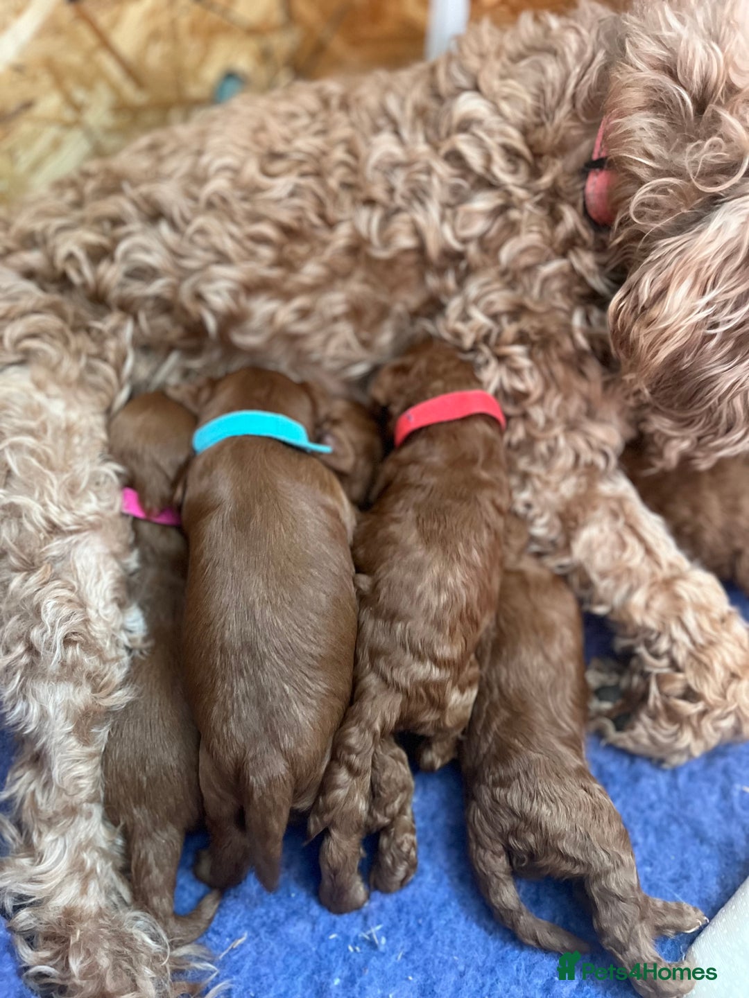 Cockapoo dogs for sale: Gorgeous F1b fox red cockapoo puppies  - Image 11