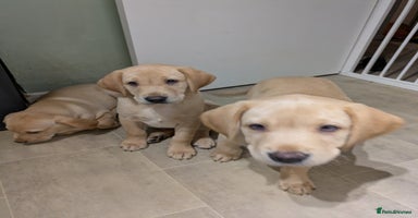 Labrador Retriever dogs - Advert 2