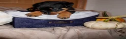 Rottweiler dogs for sale: Stunning litter of Rotweillers from family pet  in Wolverhampton - Advert 30