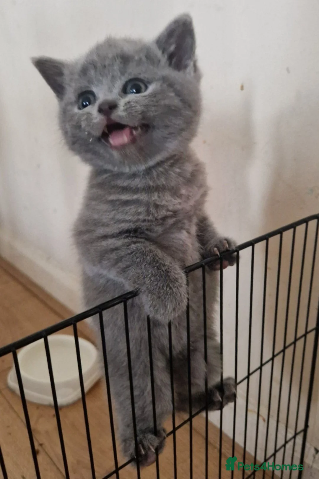 British Shorthair cats for sale: Our Little British Treasures  - Advert 2