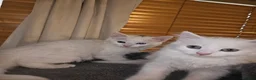 Turkish Angora cats for sale: 2 Turkish Angora Kitten - Advert 2