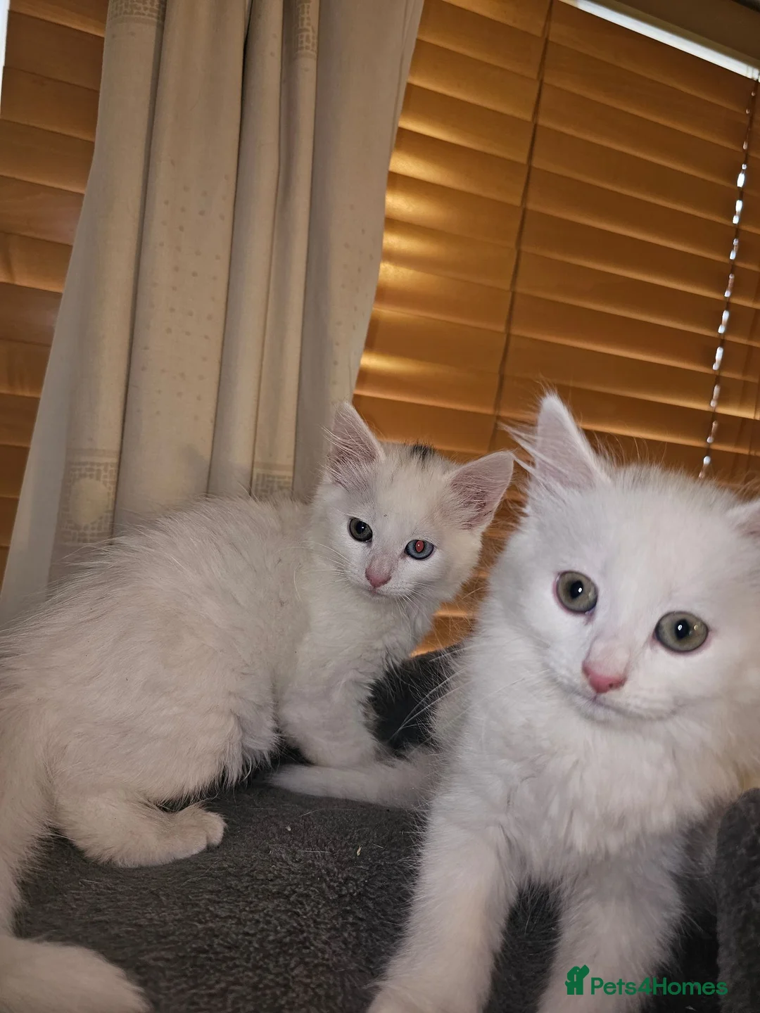 Turkish Angora cats for sale: 2 Turkish Angora Kitten - Advert 2