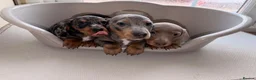 Dachshund dogs for sale: Dachshund  - Advert 13
